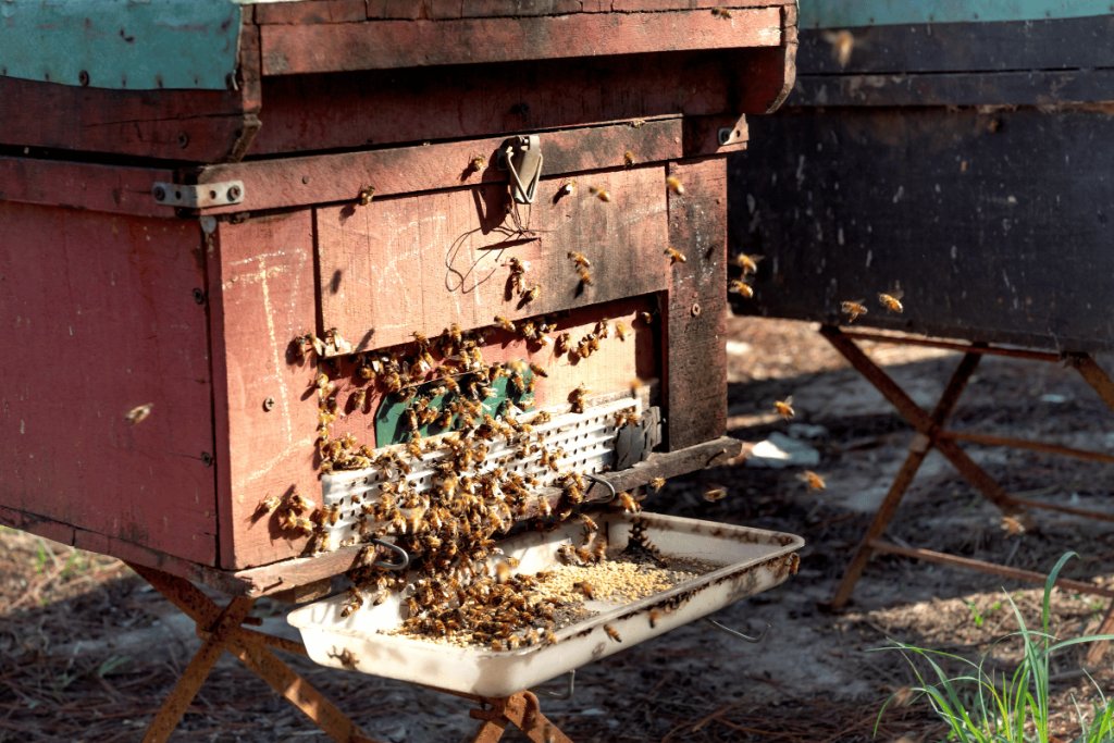 How to manage beehives for healthy colonies and profitable honey production